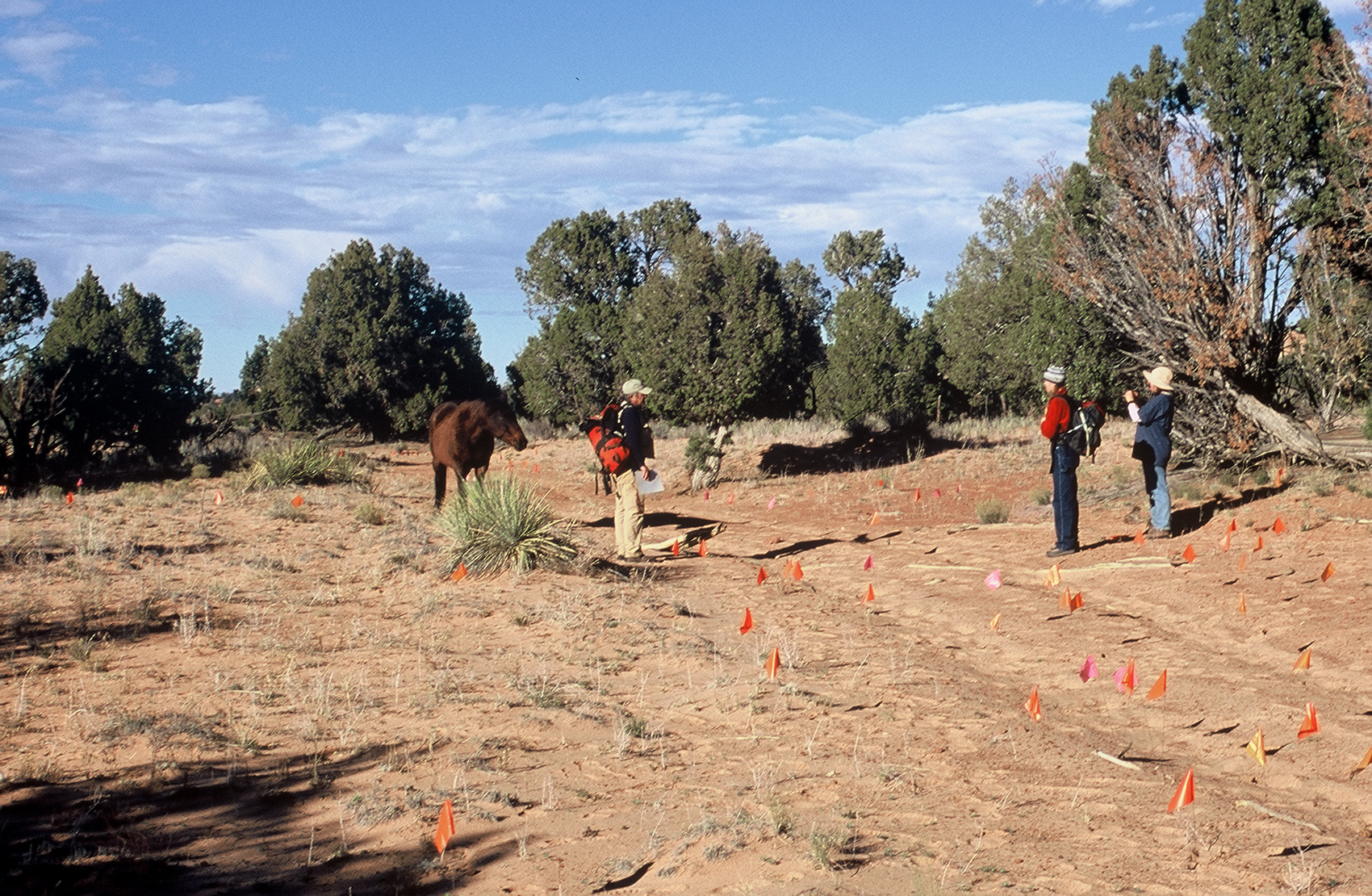 Survey team finds unprotected artifacts in the middle of a vehicle track. Photo/Jill Ozarski.